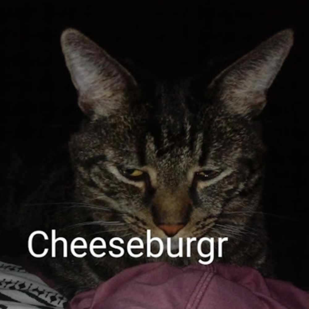 Meet your Posher, Pumbafromlionking